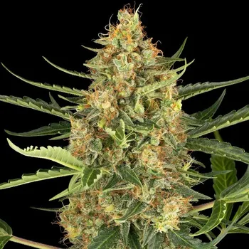 Semeno Sensi Seeds Research - Blueberry Bubblegum Automatic 3 ks