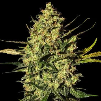 Semeno White Label - Master Kush Automatic 10 ks