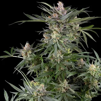 Semeno Sensi Seeds Research - Dosimosa 3 ks