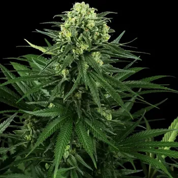 Semeno Sensi Seeds Research - Honey Melon Kush 3 ks