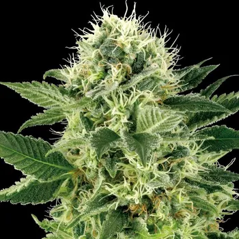 Semeno White Label - Northern Lights 3 ks