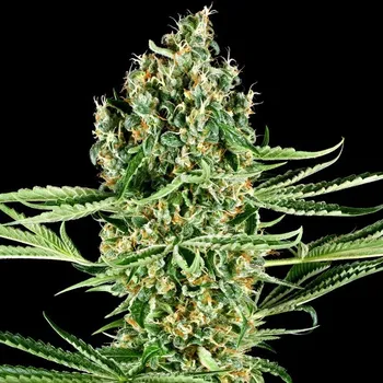Semeno Sensi Seeds Research - Critical Runtz 3 ks