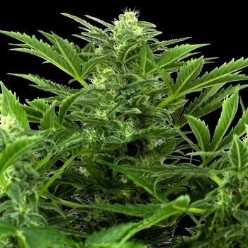 Semeno Sensi Seeds Research - Mandarin Punch Automatic 1 ks