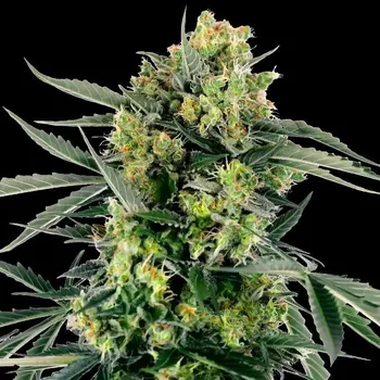 Semeno Sensi Seeds Research - Blueberry Candiez Automatic 3 ks