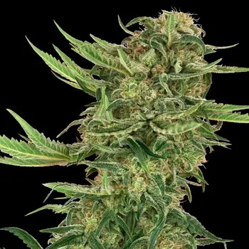 Semeno Sensi Seeds Research - N13 Kush 3 ks