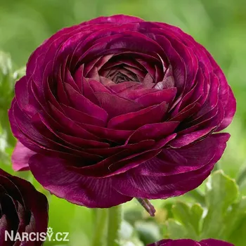 Cibulovina Ranunculus - Pryskyřník Fialový .: 10 ks