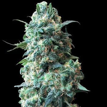 Semeno White Label - Afghan Kush regular 10 ks