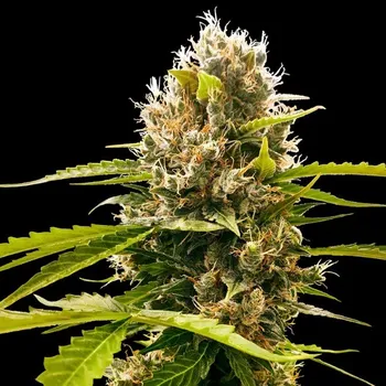 Semeno Sensi Seeds Research - Mandarin Punch 1 ks