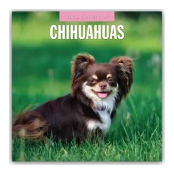 Diář Chihuahuas - Chihuahua 2026 - 16-Monatskalender (EN)