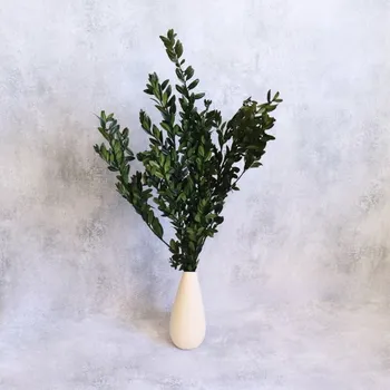 Buxus stabilizovaný - zelený