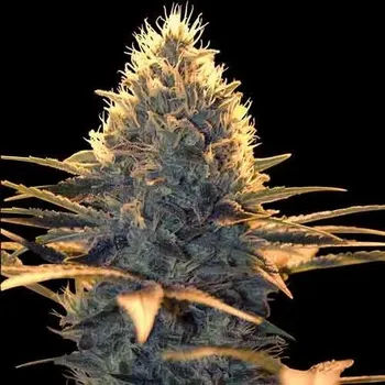 Semeno Spliff Seeds - Spliff Cheese 5 ks