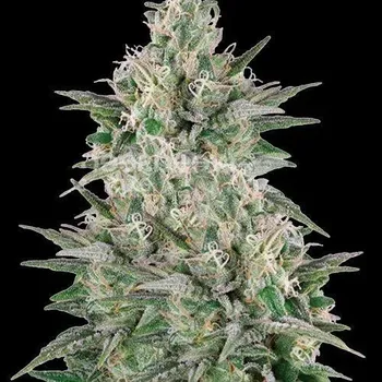 Semeno Spliff Seeds - Mega Power Plant 3 ks