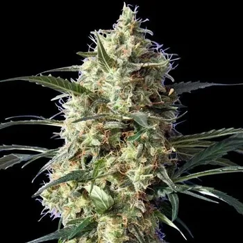 Semeno Spliff Seeds - Snow White 3 ks