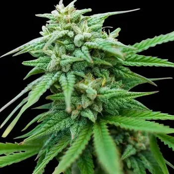 Semeno Spliff Seeds - Spliff Cheese Automatic 3 ks