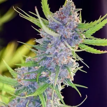 Semeno Spliff Seeds - Spliffs Strawberry 5 ks