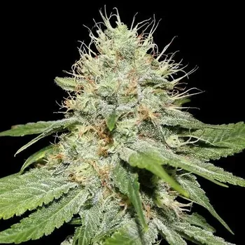 Semeno Spliff Seeds - Sweet n Sour Indoor 3 ks