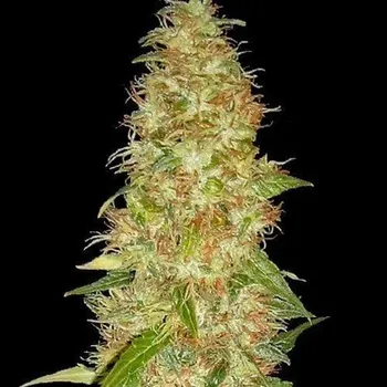 Semeno Spliff Seeds - Moon Walker Kush 3 ks