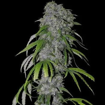 Semeno Spliff Seeds - Neville’s Haze 3 ks