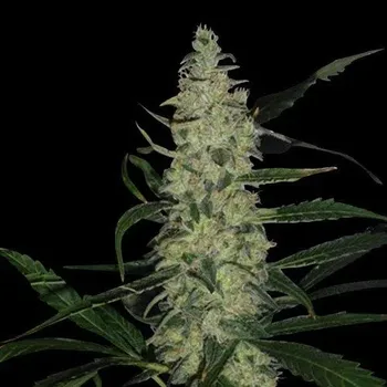 Semeno Spliff Seeds - Super Skunk 3 ks