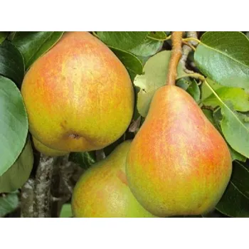 Sazenice Hrušeň 'Děkanka Robertova' Balení: prostokořenný stromek, Podnož: S1