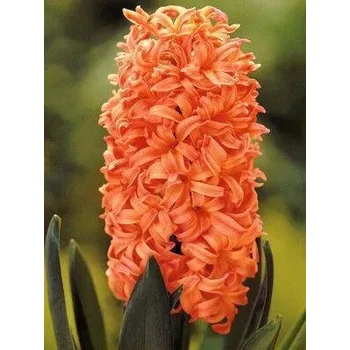 Sazenice HYACINTHUS - hyacint - GIPSY QUEEN