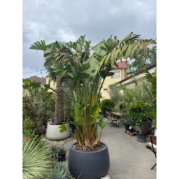 Květináč Strelitzia Augusta 250/300cm + květináč Titano antracit - strelitzia+titano_