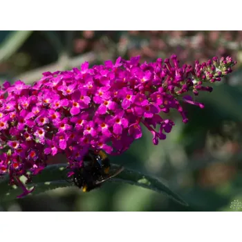 Sazenice Komule Davidova 'Miss Ruby' Balení: kontejner C2