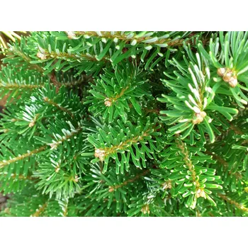 Vánoční stromek Jedle korejská 'Discus' Balení: kontejner C20, Tvar: výška 80-100cm