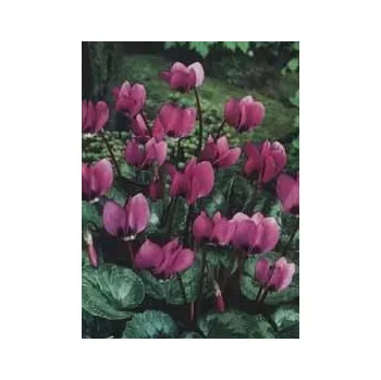 Sazenice CYCLAMEN - brambořík - COUM HYBRIDUM