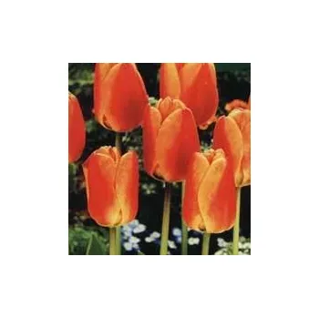 Sazenice TULIPA - tulipán - APELDOORN ELITE