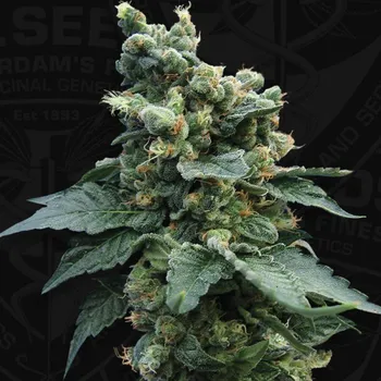 Semeno T.H. Seeds - Sage N Sour 2 ks