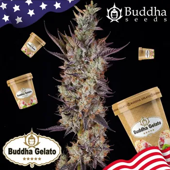 Semeno Buddha Seeds Gelato Balení: 1ks