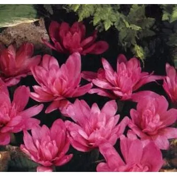 Sazenice COLCHICUM - ocún - WATERLILY