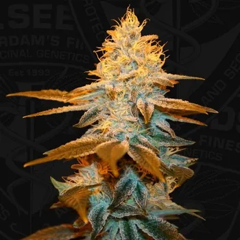 Semeno T.H. Seeds - Strawberry Glue 2 ks