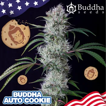Semeno Buddha Seeds Cookie Auto Balení: 5ks
