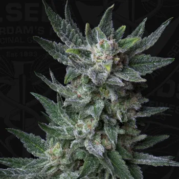 Semeno T.H. Seeds - Auto Bubblegum 2 ks