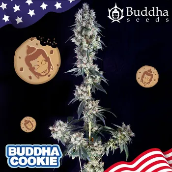 Semeno Buddha Seeds Cookie Balení: 5ks