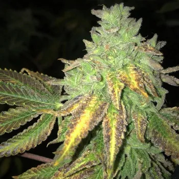 Semeno T.H. Seeds - Shiloh Z 5 ks