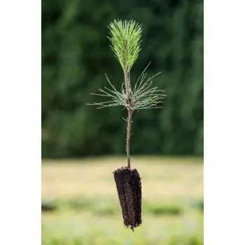 Sazenice Borovice Jeffreyova 15-20cm QP40