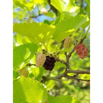 Sazenice Moruše černá - Morušovník černý 20-40 cm QP60