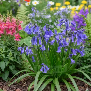 Semeno Hyacintovec 'Hispanica blue' 10 ks