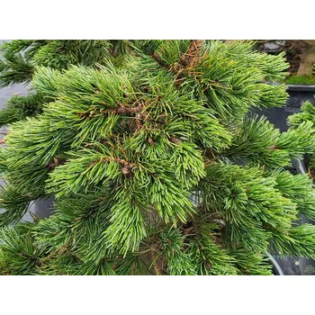 Sazenice Borovice osinatá 'Glauca' Balení: kontejner C10