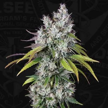 Semeno T.H. Seeds - Underdawg OG 10 ks