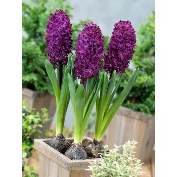 Semeno Hyacint 'Woodstock' 3 ks