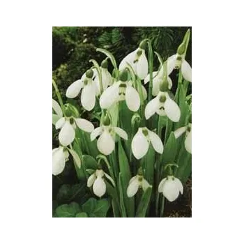 Sazenice GALANTHUS - sněženka - ELWESSII