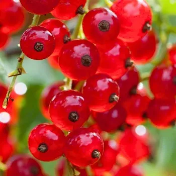 Sazenice Ribes rubrum Rolan 20/30 cm keřový