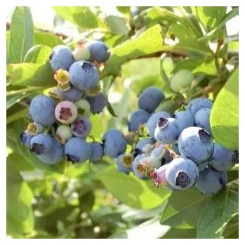 Sazenice Vaccinium corymbosum Northsky 30/40 cm