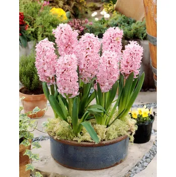 Semeno Hyacint 'Fondant' 3 ks