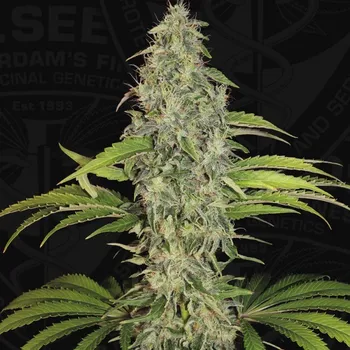 Semeno T.H. Seeds - S.A.G.E. CBD 2 ks