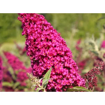 Sazenice Komule Davidova BUZZ™ MAGENTA 'Tobudmagen' Balení: kontejner C2